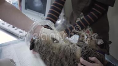 在兽医办公室做超声波扫描的可爱猫关门了。 兽医诊所的宠物。 医生做了超声波检查
